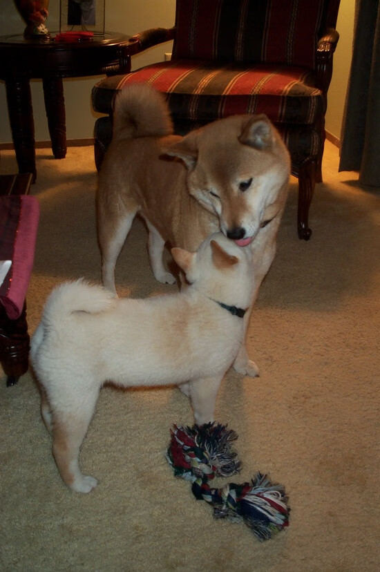 leyu乐鱼-冰岛队在欧预赛中大胜一场，晋级前景一片光明，冰岛队世预赛