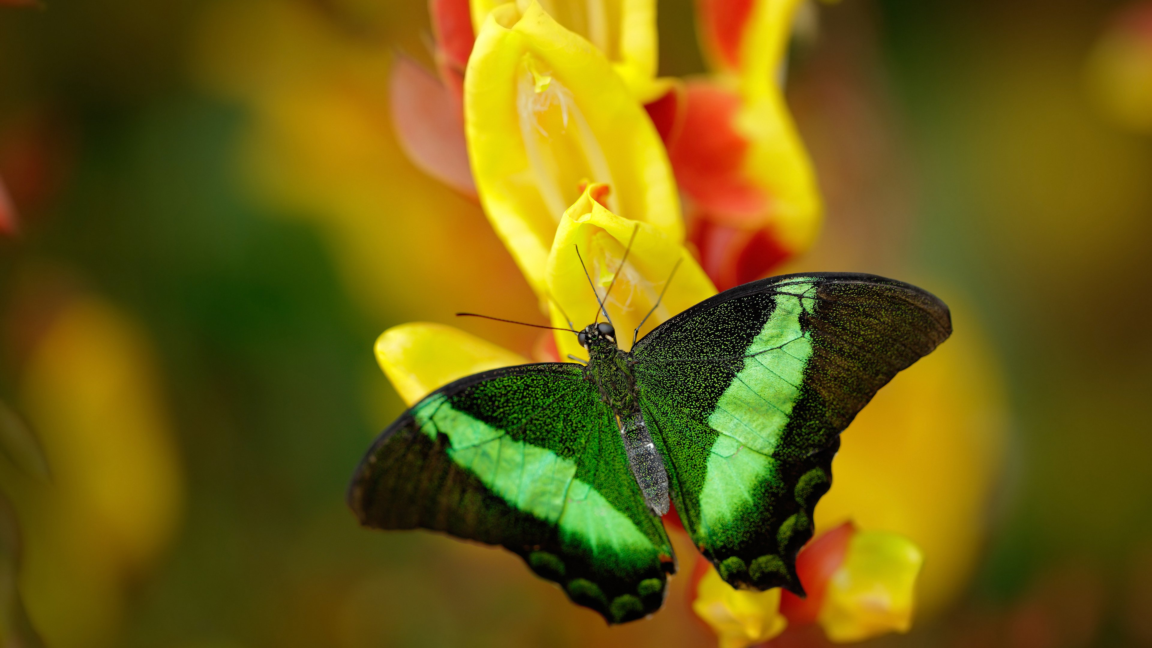 leyu乐鱼官网登录入口-法国队在欧洲杯淘汰赛中连续两场通过点球晋级，法国队欧洲杯预选赛成绩