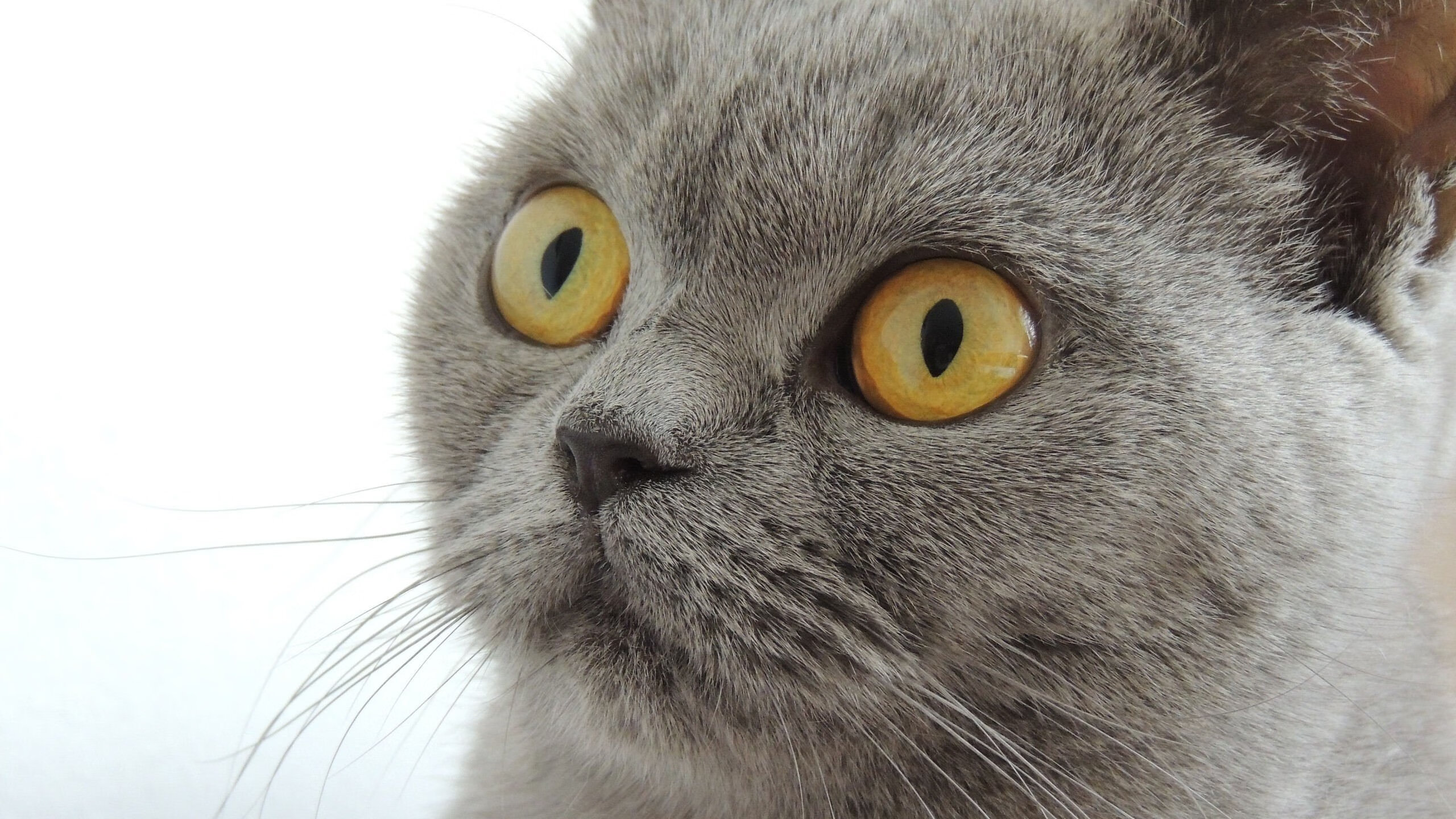 LEYU乐鱼体育官方网站-首都君猫队队员集训备战，为接下来的比赛做好准备！，猫君君11套