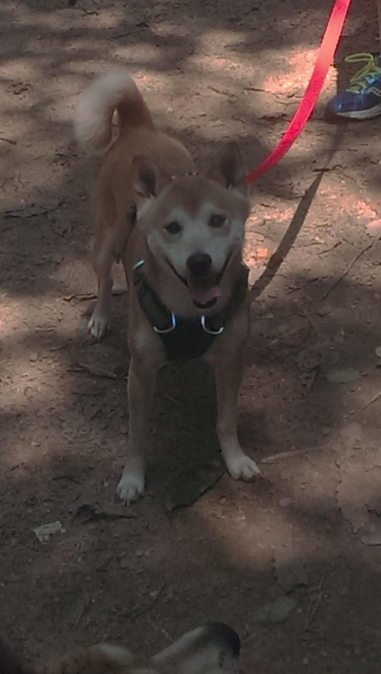 LeyuSports-短道速滑世界杯开赛 中国队多人晋级决赛，短道速滑世界杯中国队名单