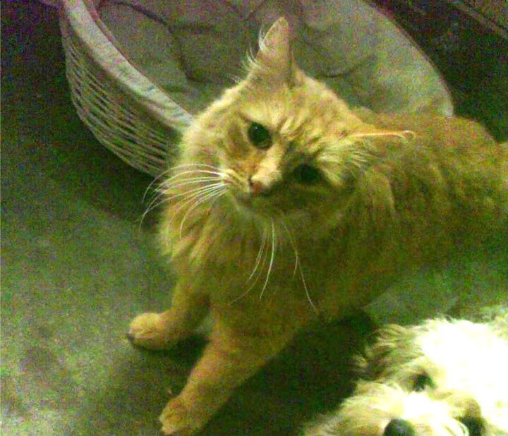 加拿大小组赛中频频获胜,奥运预选赛士气高昂