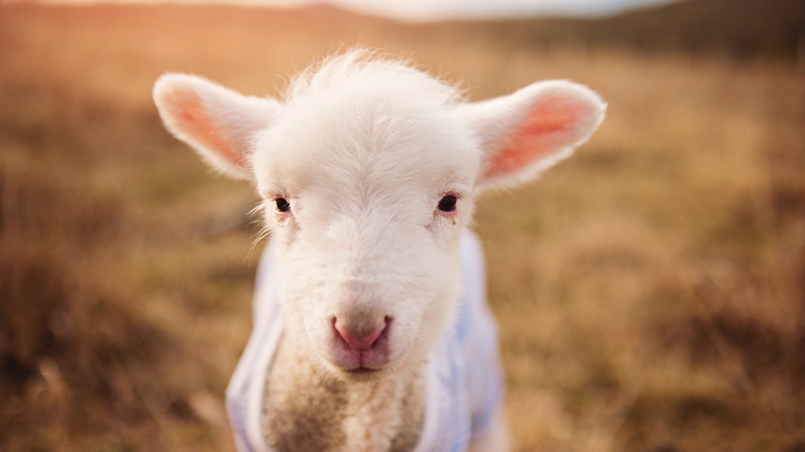 乐鱼电竞· (中国)官方网站-塞尔维亚男篮在欧洲预赛中奋勇追击，准备迎接奥运盛会！，塞尔维亚男篮奥运预选赛