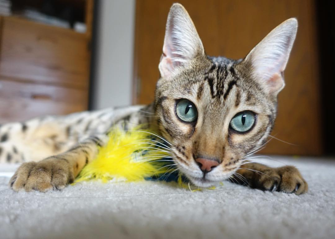 乐鱼官网-西亚卡姆称更注重身体对抗与耐力分配，西亚卡姆还能打出来吗